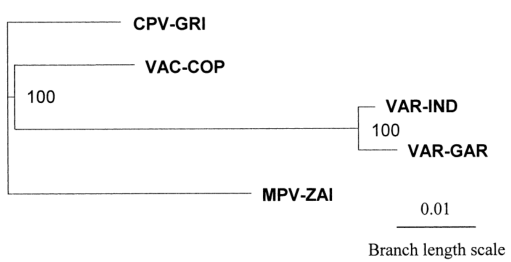 MPV、VAR、CPV、VAC末端可變基因組序列系統(tǒng)發(fā)育樹分析
