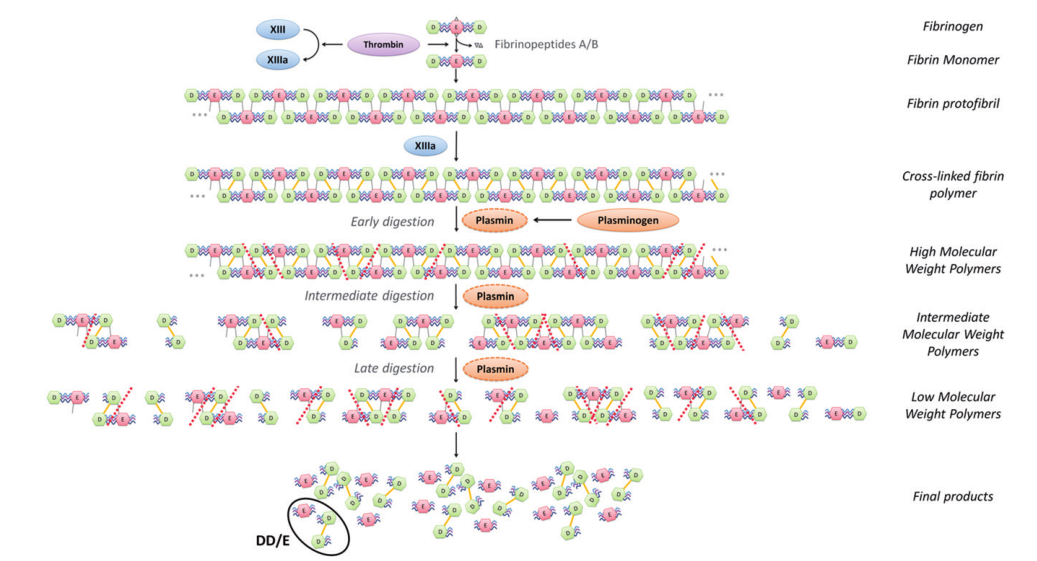 ?D-二聚體產生機制