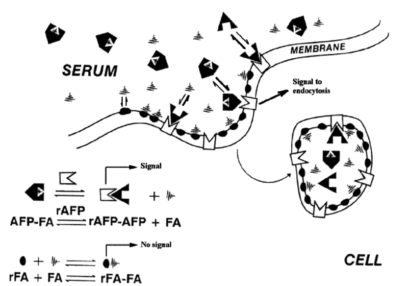 AFP配體飽和形式轉(zhuǎn)化為無(wú)配體形式示意圖