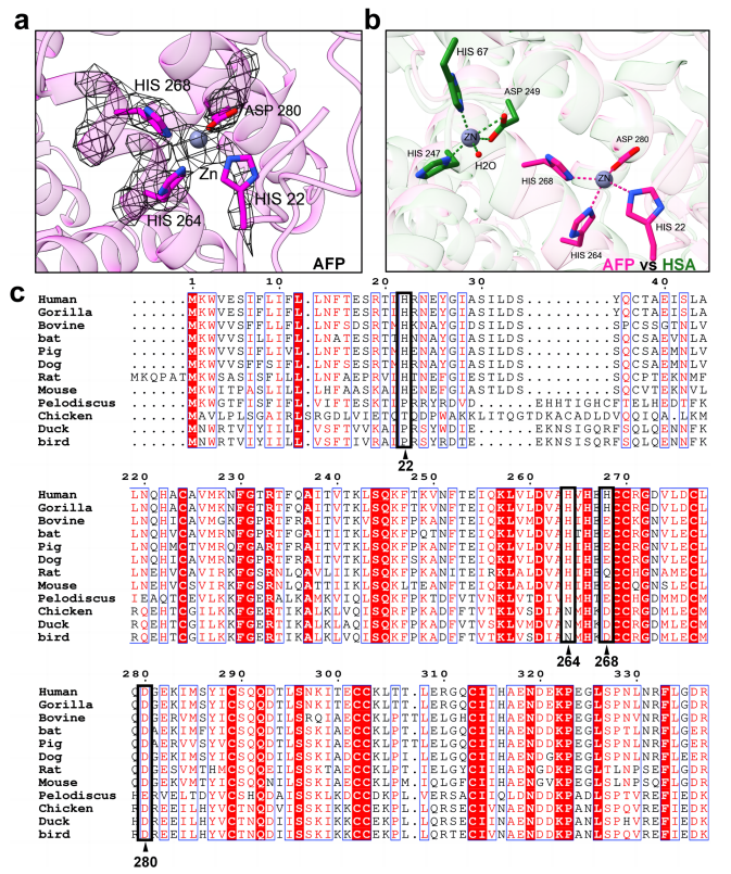 AFP金屬離子結(jié)合位點分析